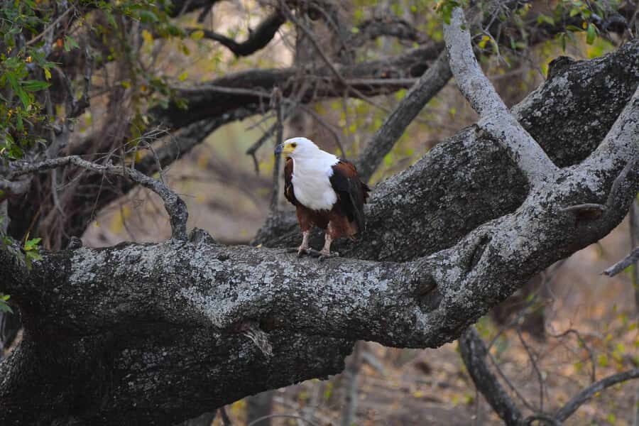 From Johannesburg: 2-Day Safari into Kruger National Park - Who should book this safari—and who should pause