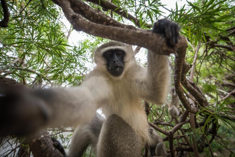 From Johannesburg: 6-Day Classic Kruger National Park Safari - Key highlights that shape the experience