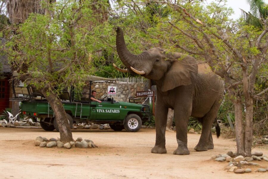 From Johannesburg: 6-Day Classic Kruger National Park Safari - Day 3: Entering Kruger via open-sided viewing in Orpen–Satara–Nwanedzi