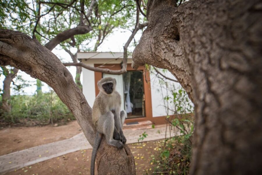 From Johannesburg: 6-Day Classic Kruger National Park Safari - Day 4: Moholoholo Rehabilitation Centre, then a Balule game drive