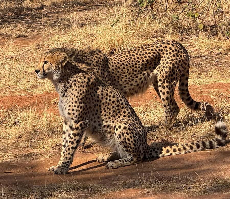 From Johannesburg: Cheetah Tour - A Half-Day Safari That Still Feels Like an Adventure