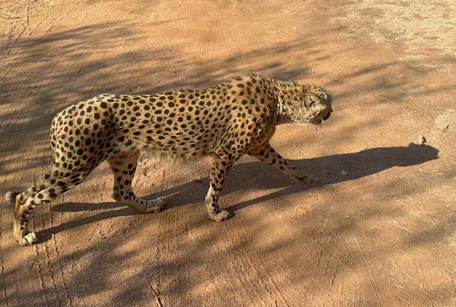 From Johannesburg: Cheetah Tour - Why the De Wildt Setup Feels Different From a Typical Zoo Visit