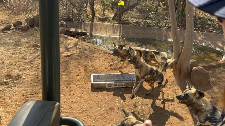 From Johannesburg: Cheetah Tour - Should You Book This Cheetah Tour?