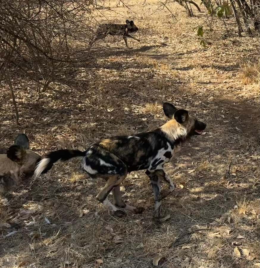 From Johannesburg: Cheetah Tour - FAQ