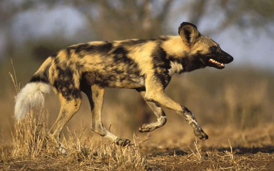From Johannesburg: Cheetah Tour - The Ann van Dyk Guided Sanctuary Tour: Up Close, With a Purpose