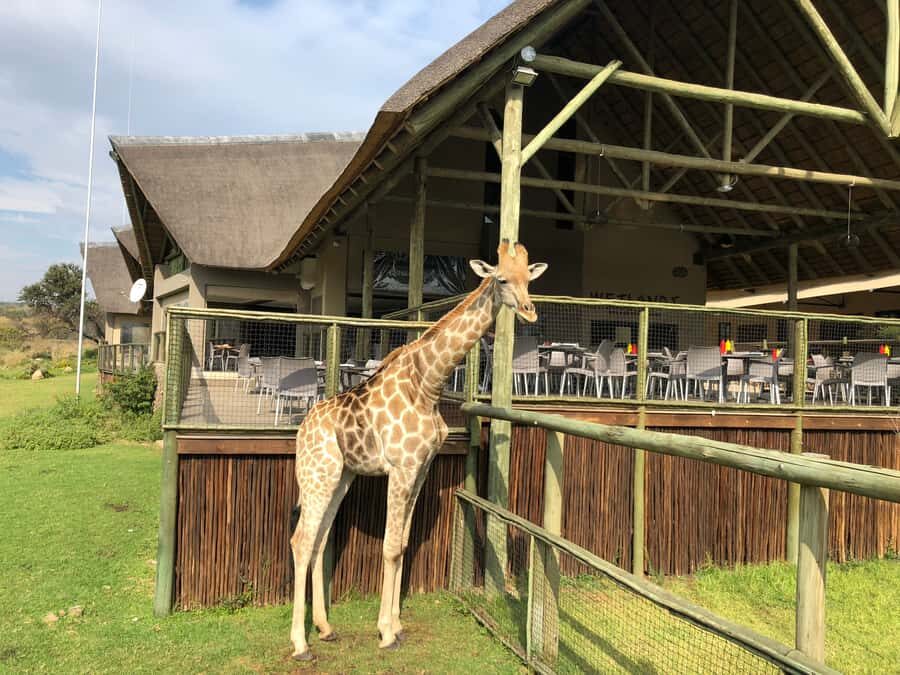 From Johannesburg: Cradle of Humankind and Lion Safari - Who This Tour Suits Best (And Who Should Think Twice)