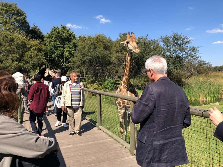 From Johannesburg: Cradle of Humankind and Lion Safari - A 9-Hour Johannesburg Day Trip That Mixes Safari and Human Origins