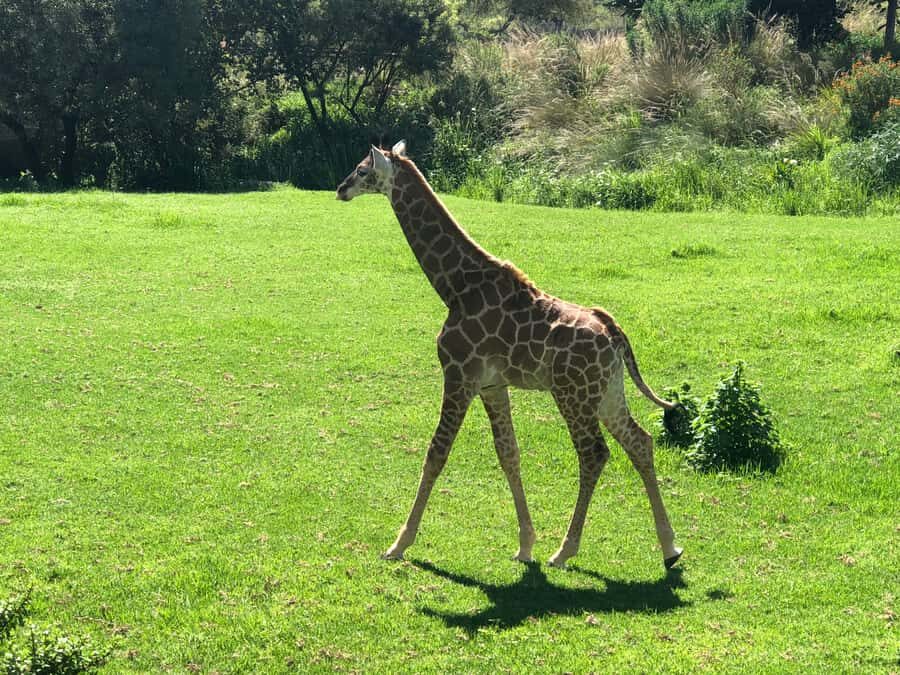From Johannesburg: Cradle of Humankind and Lion Safari - Price of $224: What You’re Really Paying For