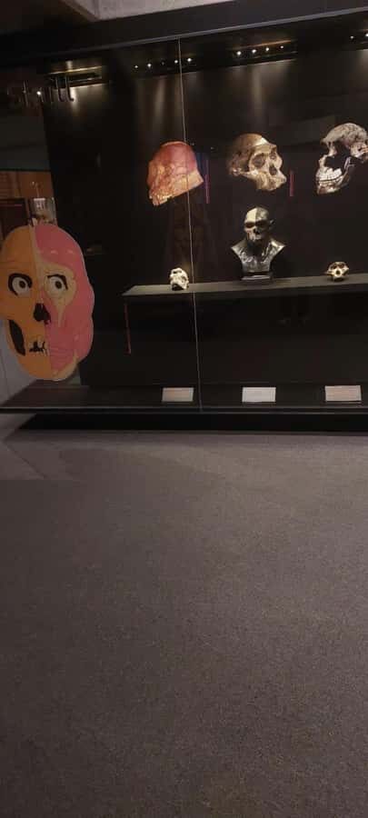 From Johannesburg: Cradle of Humankind Private Half-Day Tour - Who This Tour Fits Best (and Who Should Rethink It)