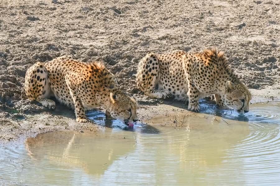 From Johannesburg: Full-Day Kruger National Park Safari - A long day from Johannesburg: how the timing really feels