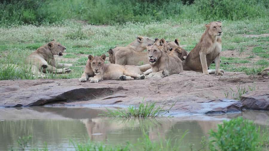 From Johannesburg: Full-Day Kruger National Park Safari - Who this Kruger day trip suits best