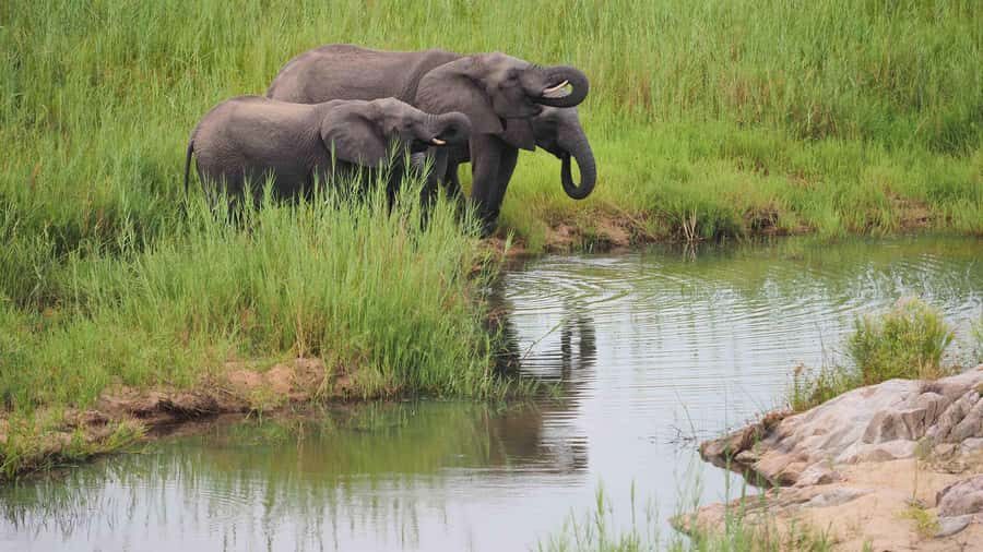 From Johannesburg: Full-Day Kruger National Park Safari - Small practical tips for a smoother safari day