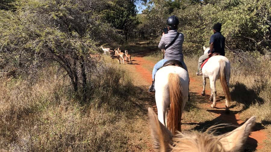 From Johannesburg: Horse-Riding Safari and Cable Car Tour - Transfer time: the short hop to the cable car