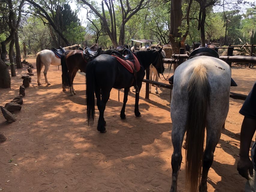 From Johannesburg: Horse-Riding Safari and Cable Car Tour - Gondola ride to the top of Magaliesberg: views that make the day click
