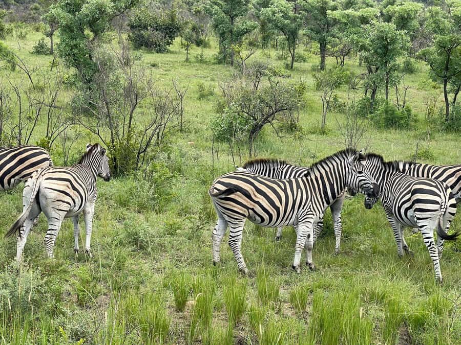 From Johannesburg: Kruger National Park 3-Day Safari - The Drive Back: Farmlands of Schoemans Kloof and Local Stops