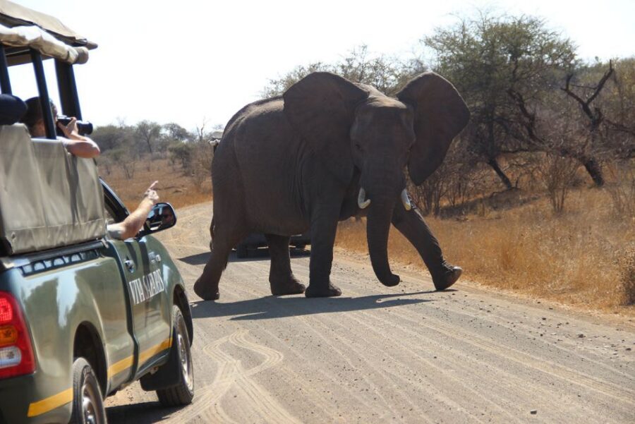 From Johannesburg: Kruger National Park 5-Day Luxury Safari - Key highlights you shouldn’t miss