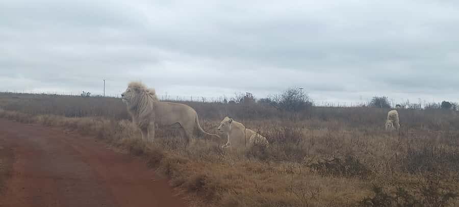 From Johannesburg: Lesedi Cultural Village & Lion Park Tour - Should You Book This Lesedi + Lion Park Combo?