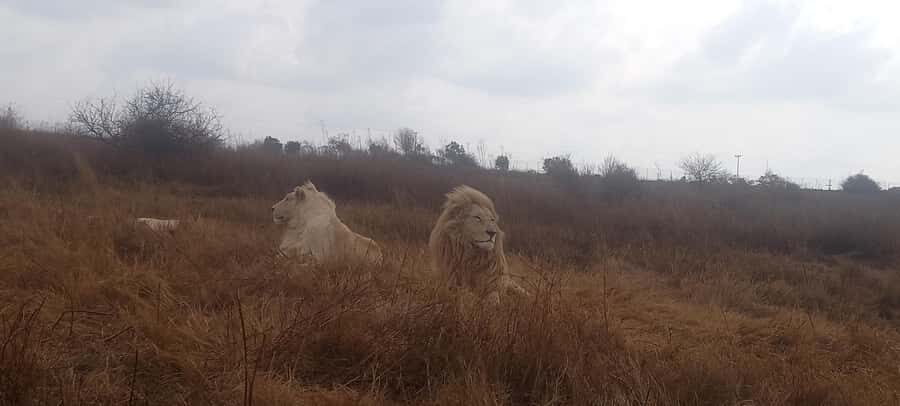 From Johannesburg: Lesedi Cultural Village & Lion Park Tour - FAQ