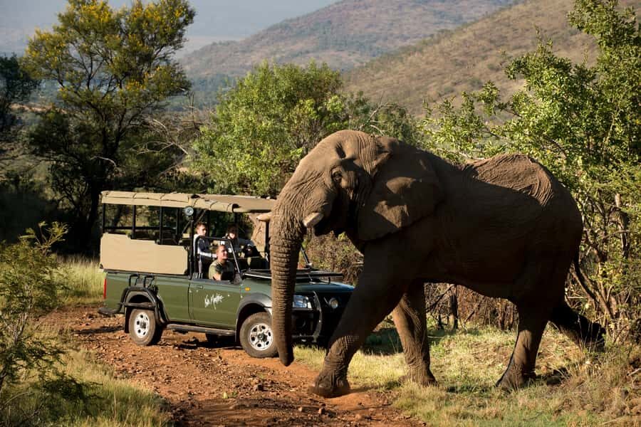 From Johannesburg: Pilanesberg National Park Safari - Why Pilanesberg makes sense as a Johannesburg day safari