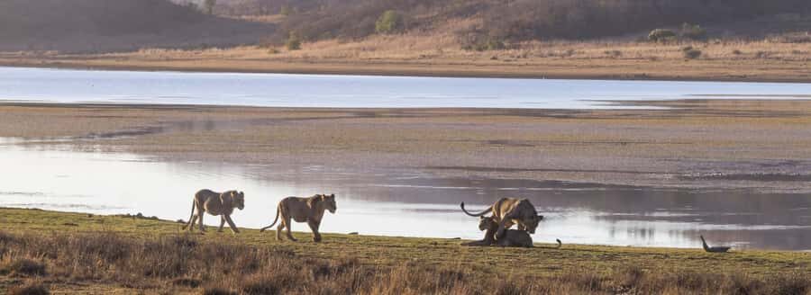 From Johannesburg: Pilanesberg National Park Safari - The 3-hour game drive in Pilanesberg: your real payoff