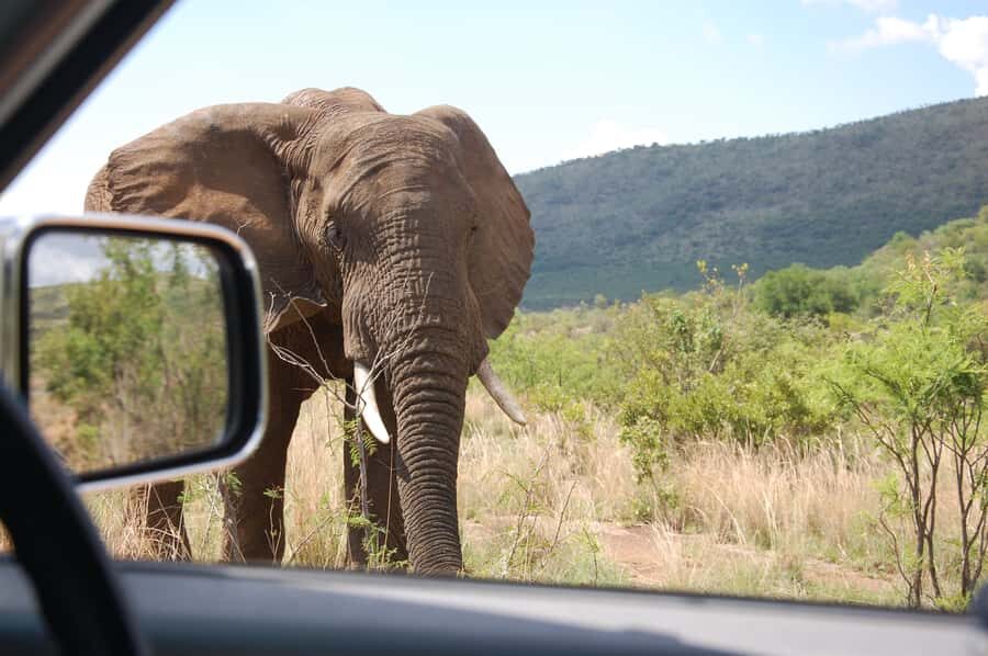 From Johannesburg: Pilanesberg National Park Safari - The guide and driver effect: small details that change the whole day