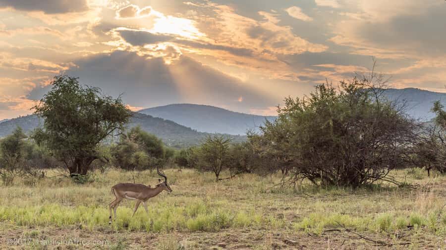 From Johannesburg: Pilanesberg National Park Safari - Pickup and the long drive: comfort, timing, and your expectations
