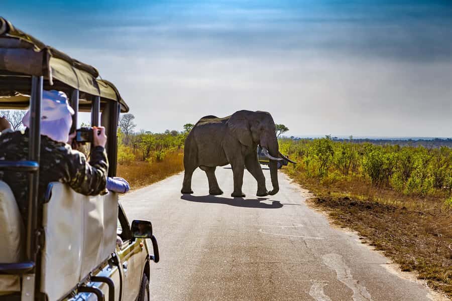 From Johannesburg: Pilanesberg Wildlife Safari - Key things that make this safari worth your time