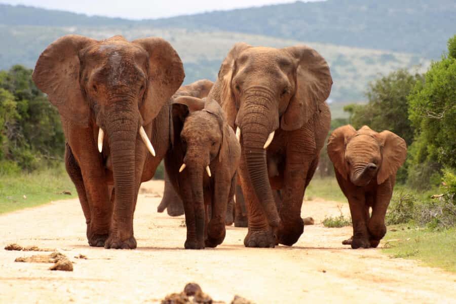 From Johannesburg: Pilanesberg Wildlife Safari - How Pilanesberg Fits Into a 12-Hour Day From Johannesburg