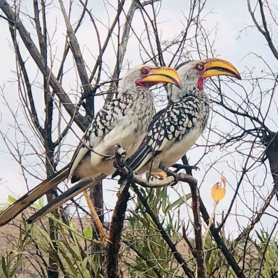 From Johannesburg: Pilanesberg Wildlife Safari - Game Drive Timing: Two Sessions Plus a Lunch Reset