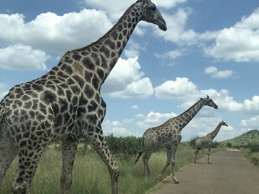 From Johannesburg: Pilanesberg Wildlife Safari - Big Five Expectations: What You Can Aim For (and How to Keep It Real)