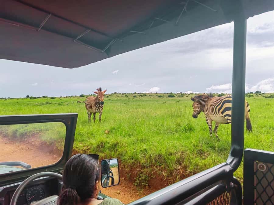 From Johannesburg: Rhino & Lion Safari and Wonder Cave Tour - Key things you’ll notice on this Bothongo + Wonder Cave day