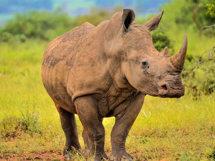 From Johannesburg: Rhino & Lion Safari and Wonder Cave Tour - A Johannesburg-to-Cradle of Humankind day that stays efficient (and not frantic)