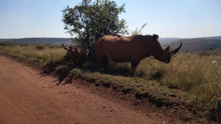 From Johannesburg: Rhino & Lion Safari and Wonder Cave Tour - Bothongo Rhino and Lion Nature Reserve safari: open-vehicle viewing and a wide animal list