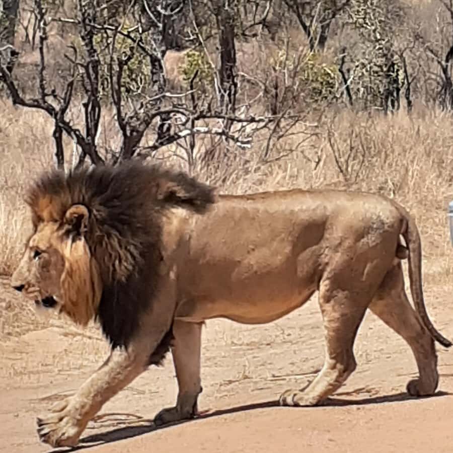From Malelane: Half Day Kruger Park Wildlife Safari - Your Morning Plan: Camp Breakfast, Shops, and More Wildlife Searching