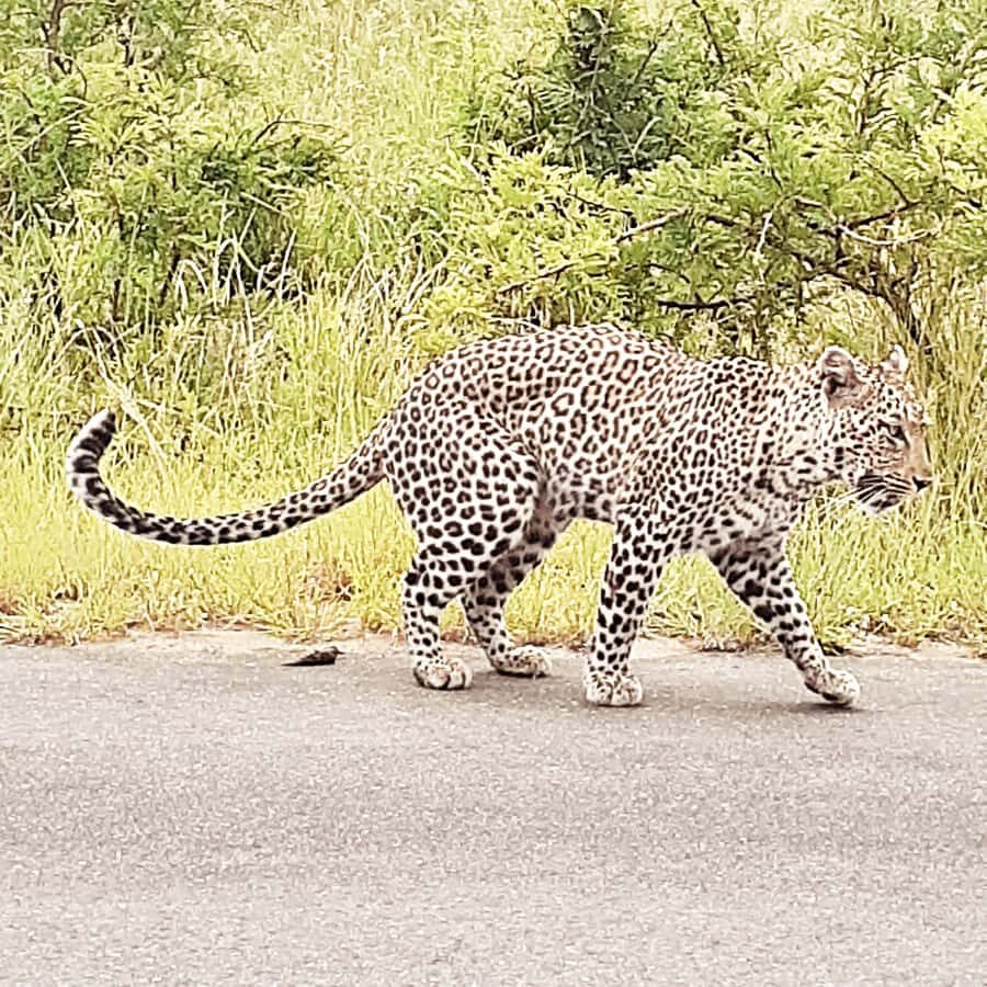 From Malelane: Half Day Kruger Park Wildlife Safari - FAQ
