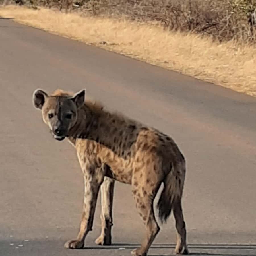 From Malelane: Kruger National Park Afternoon Safari - Malelane to Kruger: why an afternoon safari works