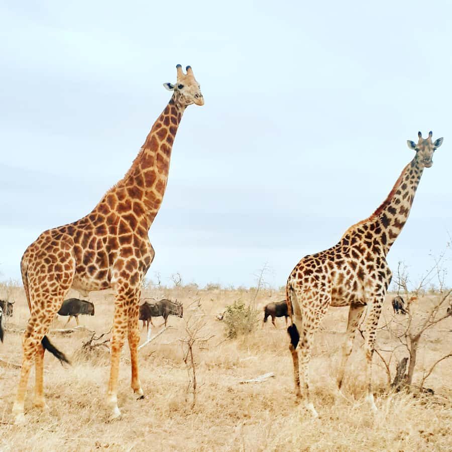 From Malelane: Kruger National Park Afternoon Safari - The 13:00–13:30 pickup and the rhythm of a five-hour drive