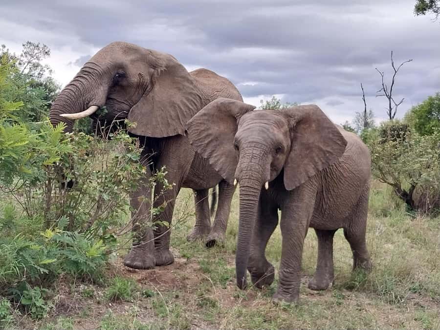 From Malelane: Kruger National Park Afternoon Safari - Who this safari suits best in real life
