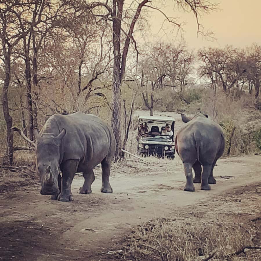 From Malelane: Kruger National Park Afternoon Safari - Entering Kruger on an open 4x4 with 360-degree viewing