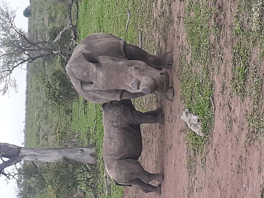 From Malelane: Kruger National Park Full-Day Safari - Morning Starts at 5:00: Be Ready for the Malelane Pickup