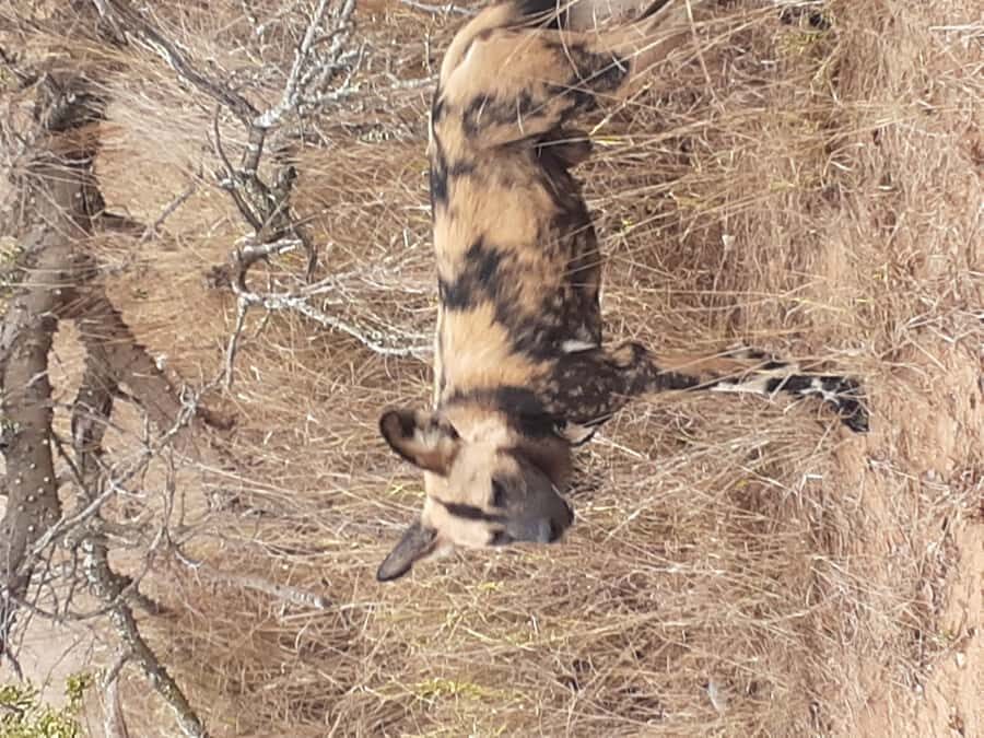 From Malelane: Kruger National Park Full-Day Safari - Open 4x4 Viewpoints and Tiered Seating (Your Photo Advantage)