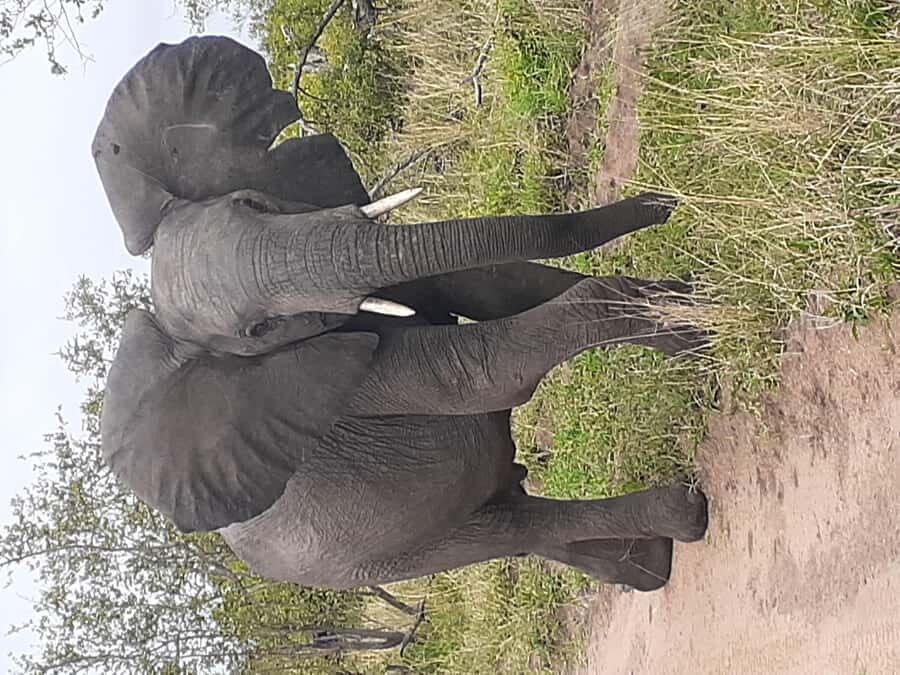 From Malelane: Kruger National Park Full-Day Safari - Your Full-Day Game-Drive Rhythm Inside Kruger