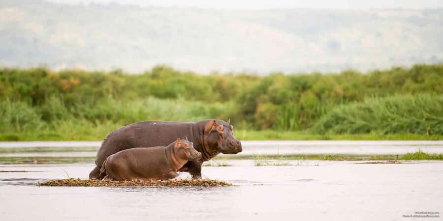 From Marloth Park: Sunset River Cruise Safari - How the 3-Hour Cruise Flows (and What to Watch For)