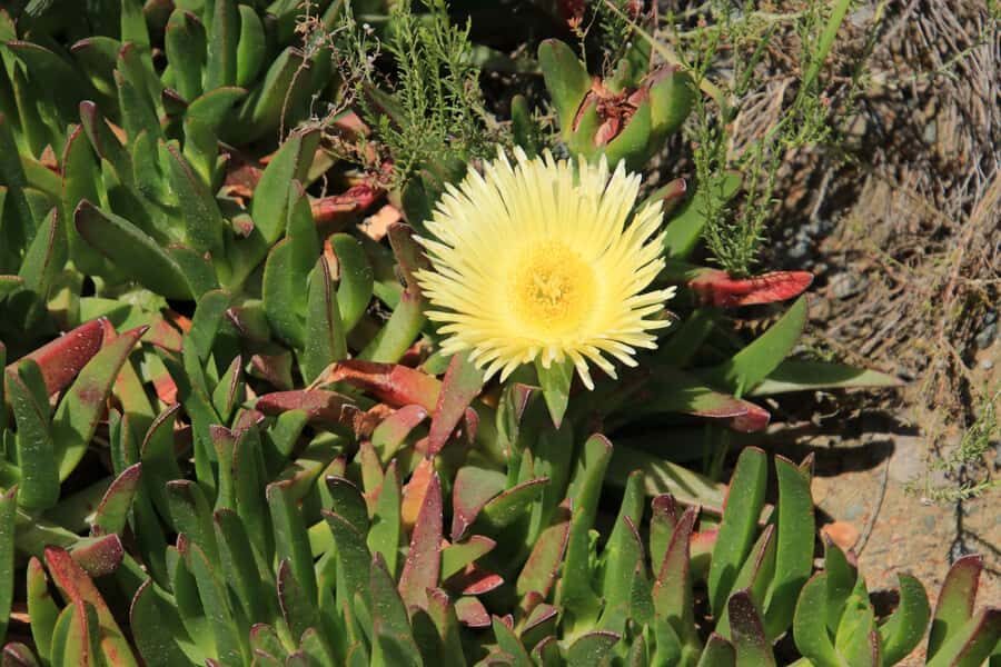 From Oudtshoorn: Full-Day Private Swartberg Mountain Tour - Key Things You’ll Notice on This Swartberg Pass Day