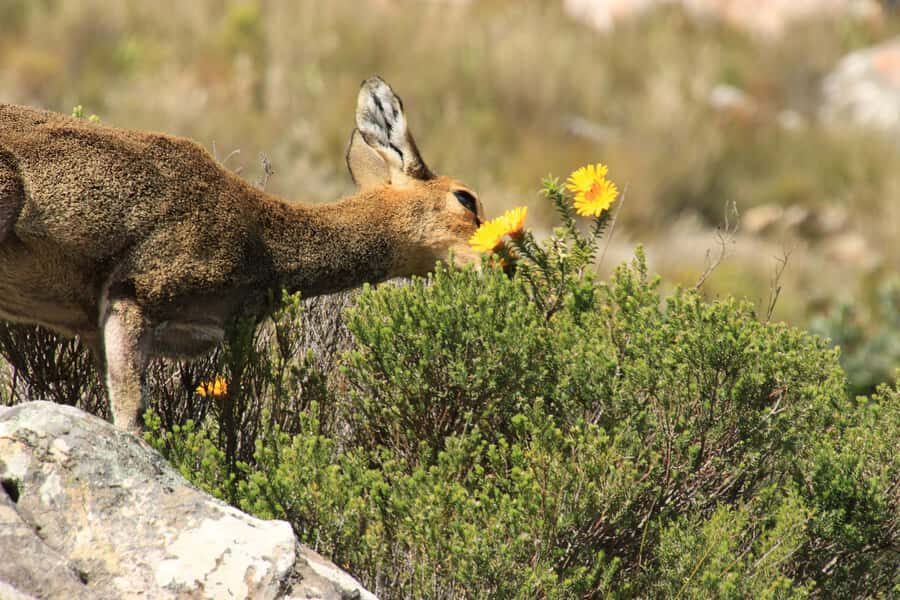From Oudtshoorn: Full-Day Private Swartberg Mountain Tour - Why the Swartberg Pass Hike Feels More Like a Guided Walk Than a Route