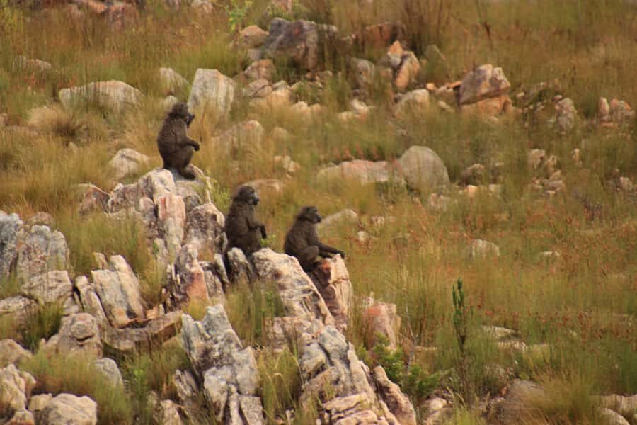 From Oudtshoorn: Full-Day Private Swartberg Mountain Tour - De Rust Finish: A Quiet Ending After the Pass