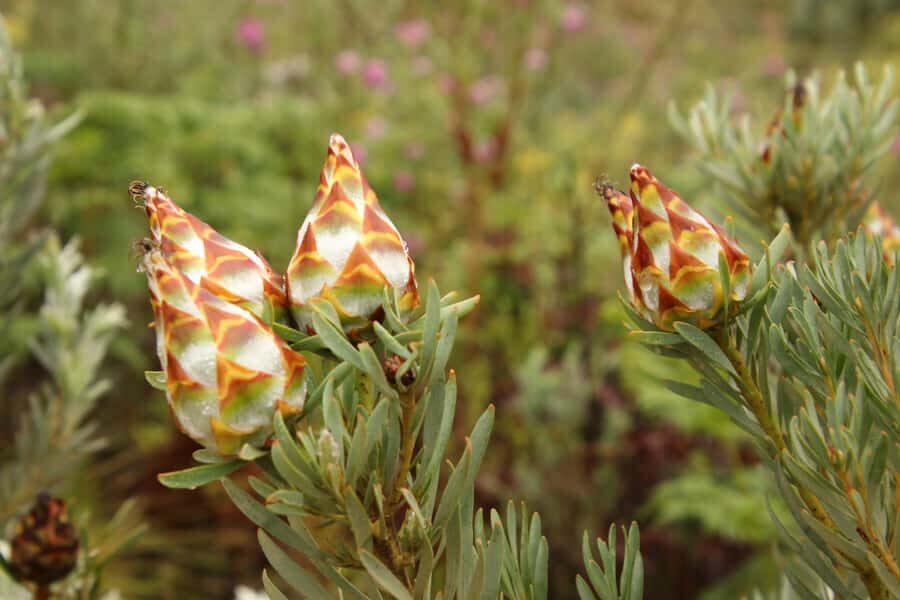 From Oudtshoorn: Full-Day Private Swartberg Mountain Tour - Price and Value: When $229 Per Person Makes Sense