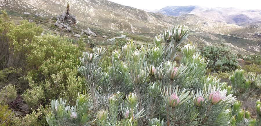 From Oudtshoorn: Full-Day Private Swartberg Mountain Tour - What to Pack for a Comfortable 8.5-Hour Mountain Day