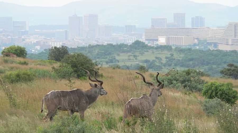 From Pretoria: E-Bike in the wild with game near Jo'burg - Key things to know before you book