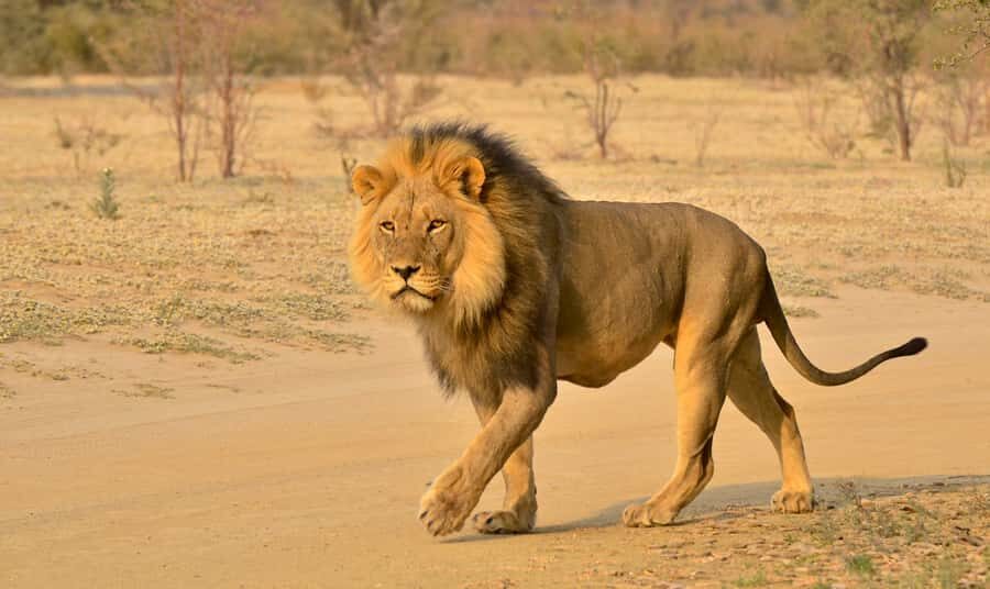 From Richards Bay: Hluhluwe Imfolozi Game Reserve Day Trip - Hluhluwe Imfolozi: Big Five country with real depth